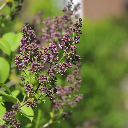 Bines Hues شقة *